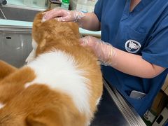 -宠福鑫康馨动物医院·骨科·眼科