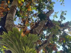 -中国科学院西双版纳热带植物园