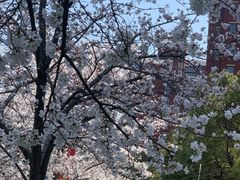-高东镇樱花园