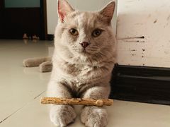 -美联众合宠物医院·爱萌分院·内外科·猫科中心