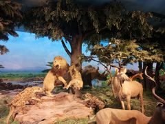 -国家自然博物馆