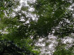-佛山华盖山公园