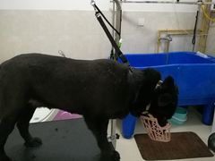 -翊宠yipet猫狗购宠庄园犬舍•猫舍