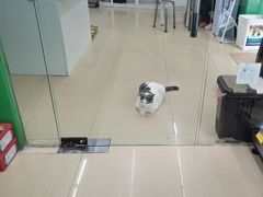 -瑞派动物医院·猫专科·至诚(江南中分院)