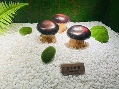 -慢丽江·云南野生菌土鸡锅(西山店)