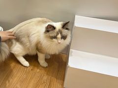 -COLOR PETS 撸猫馆·购猫·猫咖(长风大悦城店)