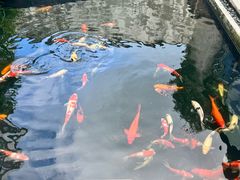 -麦当劳(吴中大道店)