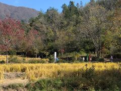 -塔川景区
