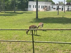 -合肥野生动物园