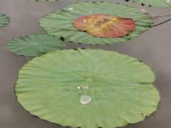 -白洋淀景区