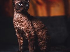 -momokira米努特·德文卷毛猫·棉花面纱犬