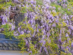 -嘉定紫藤园