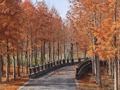 -溱湖国家湿地公园