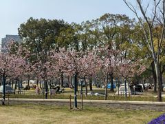 -新江湾城公园
