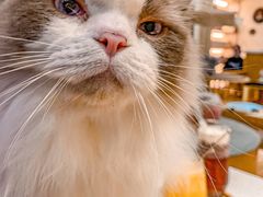-滚猫咖啡·猫咖·猫友好撸猫(未来城店)