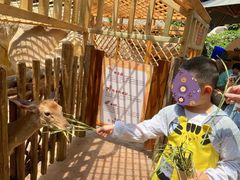 -杭州开元森泊度假乐园