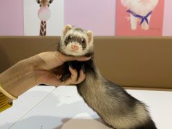 -Moni星球萌宠·小马宝莉·灵蛇·高端高阶全萌宠互动体验俱乐部(红豆国际广场店)