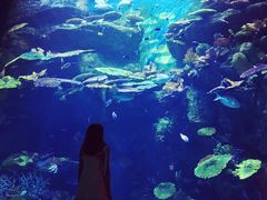 -暹罗海洋世界