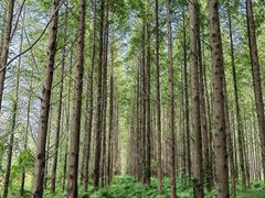 -黄海国家森林公园