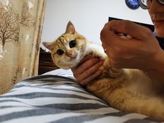 -东方名猫馆·英短金渐层布偶猫舍(环线广场1号楼店)