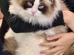 -青奢宠物·青奢猫舍