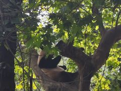 -都江堰中华大熊猫苑