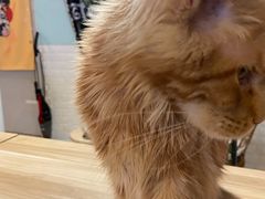 -平行世界·猫咖(首经贸店)