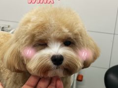 -帕帕拉兹宠物(亚洲旗舰店)