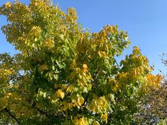 -北京西山国家森林公园