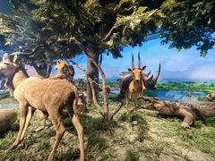 -国家自然博物馆