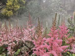 -深圳仙湖植物园