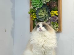 -青奢宠物·青奢猫舍