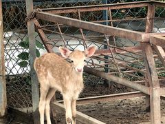 -北京麋鹿生态实验中心