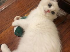 -lincat·猫舍(广州店)