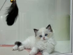 -青奢宠物·青奢猫舍