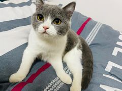 -喵zoo家庭繁育猫舍(尖东智能花园店)