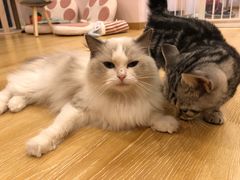 -猫咪派对(江南西店)