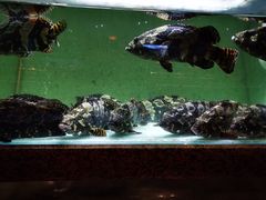 -君悦酒店·1881·北京烤鸭