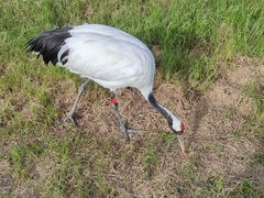 -盐城丹顶鹤湿地生态旅游区