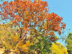 -白水寺森林公园
