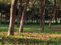 -大兴滨河森林公园