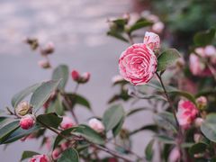 -玄武湖景区-情侣园游乐场