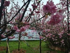 -天适樱花悠乐园