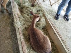 -鹿境梅花鹿生态园区
