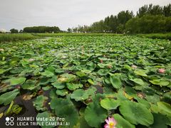 -黑龙江扎龙生态旅游区