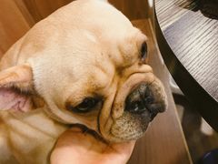 -柯斗斗主题餐厅·狗咖·围炉煮茶·茶饮(国瑞升平里店)