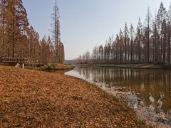 -黄海国家森林公园