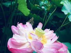 -陈家山荷花公园