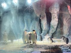 -帝企鹅自助餐厅•儿童岛•真企鹅(长隆企鹅酒店)