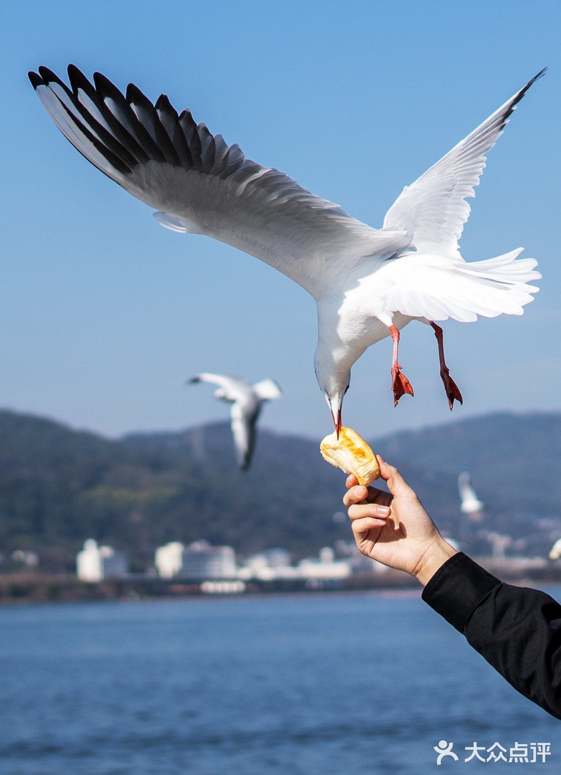 飞翔的海鸥